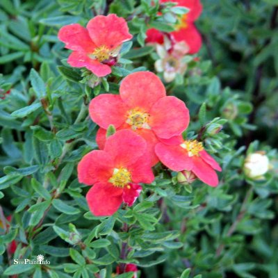Potentilla fruticosa Marian Red Robin, Ölandstok, busk C3,5