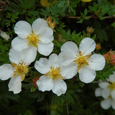 Dasiphora fruticosa Manchu (Mandschurica), Ölandstok