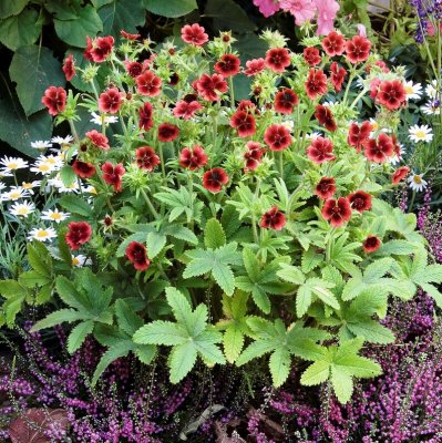 Potentilla thurberi Monarch´s Velvet, Rostfingerört, P9cm