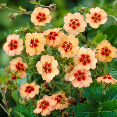 Potentilla tonguei, Saffransfingerört, P9cm