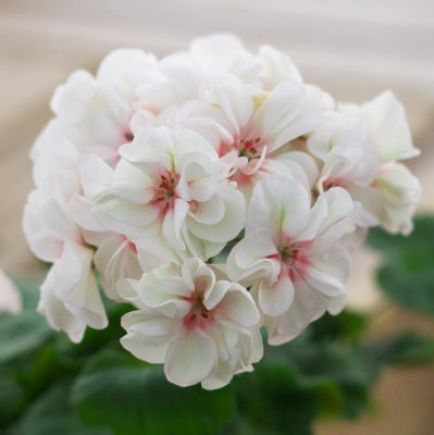 Dvärgpelargon Potter Heigham, kruka