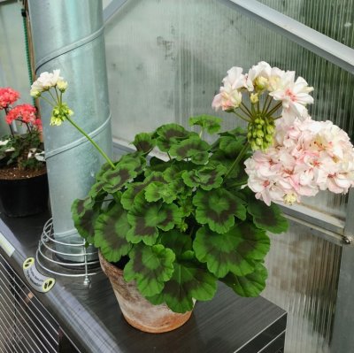 Dvärgpelargon Potter Heigham, kruka