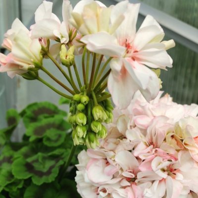 Dvärgpelargon Potter Heigham, kruka