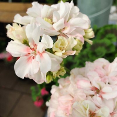 Dvärgpelargon Potter Heigham, kruka