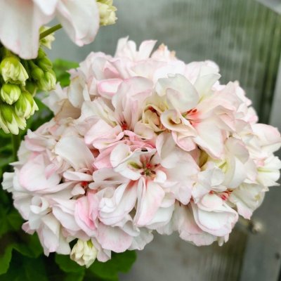 Dvärgpelargon Potter Heigham, kruka