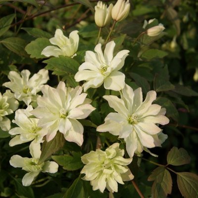 Clematis montana Primrose Star