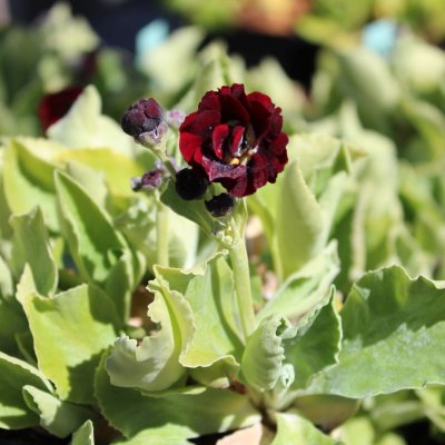 Primula auricula Black Jack ®, Vildaurikel, P9cm