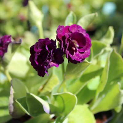 Primula auricula Crimson Glow, Vildaurikel, P9cm