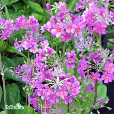 Primula beesiana, Röd Kandelaberviva, P9cm