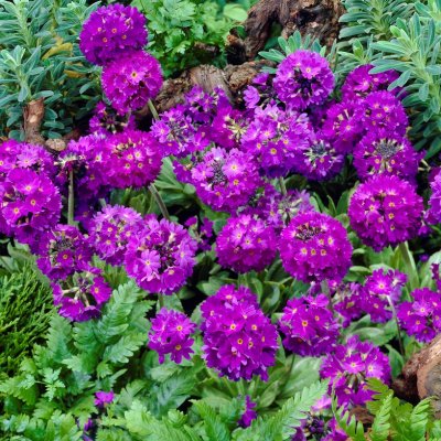 Primula denticulata Cashmeriana, Bollviva, P9cm