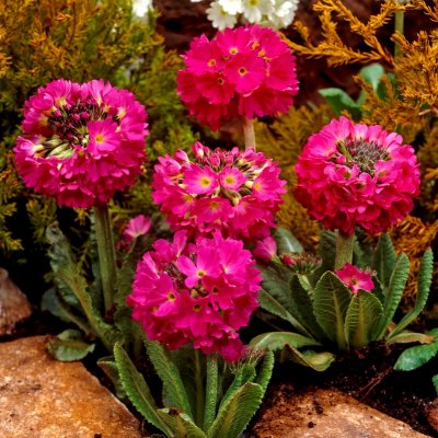 Primula denticulata Rubra, Bollviva, P9cm