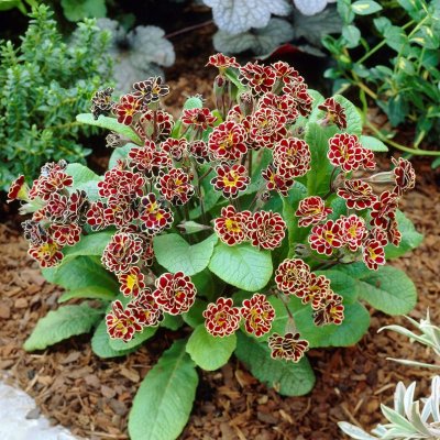 Primula elatior Elizabeth Killelay ®, Lundviva, P9cm