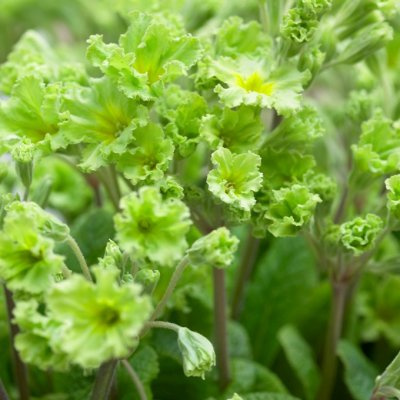 Primula elatior Francesca ®, Lundviva, P9cm
