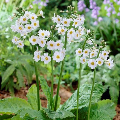Primula japonica Alba, Japansk Viva, P9cm