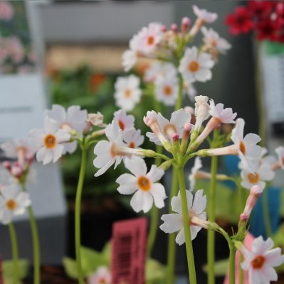 Primula japonica Apple Blossom, Japansk Viva, P9cm