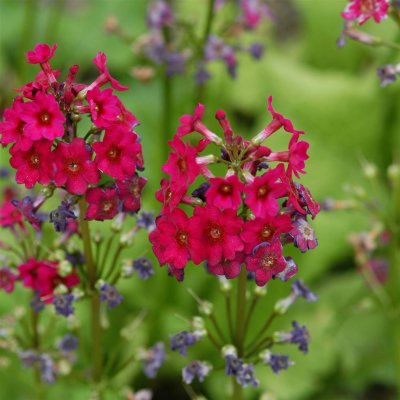 Primula japonica Miller´s Crimson, Japansk Viva, P9cm