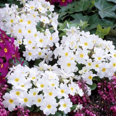 Primula pruhoniciana Schneewittchen, Violviva