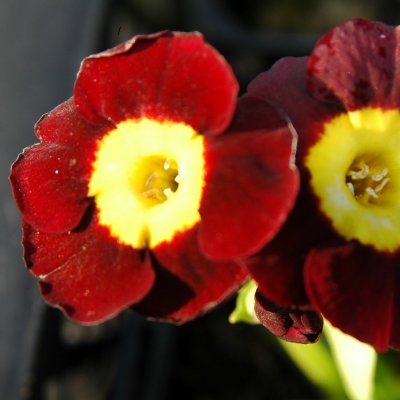 Primula pubescens Louis, Trädgårdsaurikel, P9cm