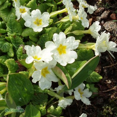 Primula pruhoniciana Schneewittchen, Violviva, C11,5cm