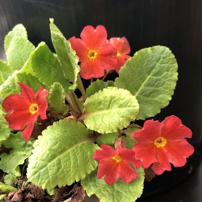 Primula pruhoniciana Wanda Tomato Red, Violviva
