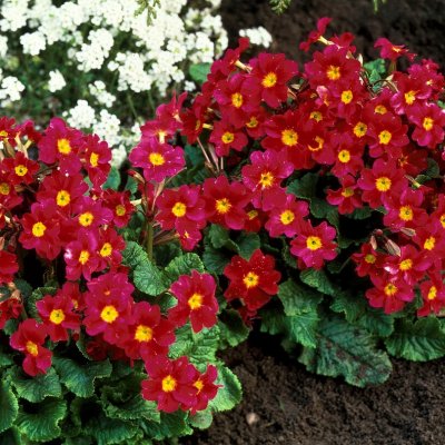 Primula pruhoniciana Wanda Tomato Red, Violviva, P9cm