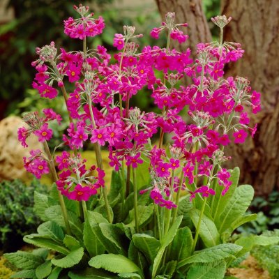 Primula pulverulenta, Tempelviva/Våningsviva, P9cm
