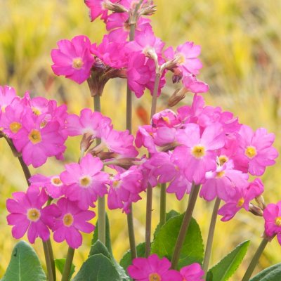 Primula rosea Grandiflora, Rosenviva, P9cm