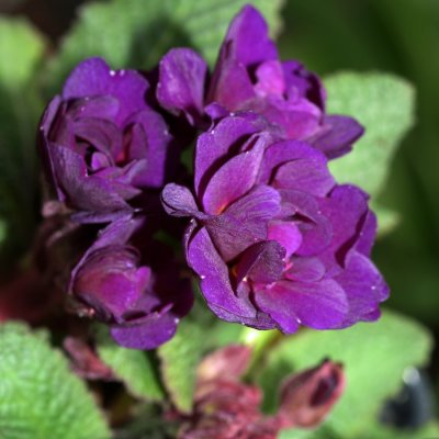 Primula vulgaris Strong Beer, Jordviva, P9cm