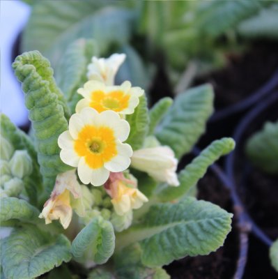 Primula veris Lime with Orange, Gullviva, C11cm