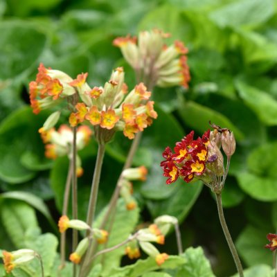 Primula veris Sunset Shades, Gullviva, P9cm