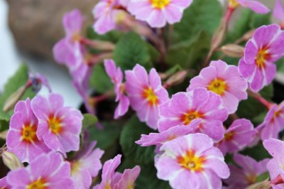 Primula vulgaris Avondale ®, Jordviva, P9cm