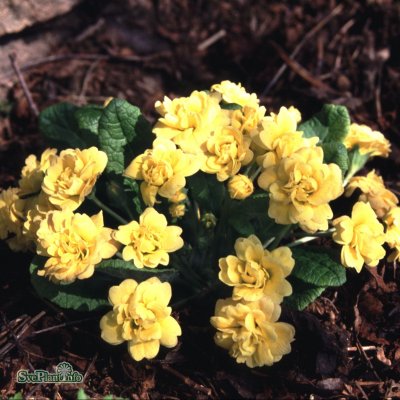 Primula vulgaris Sunshine Susie, Jordviva, P9cm