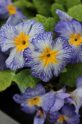 Primula vulgaris Tie Dye, Jordviva, P9cm