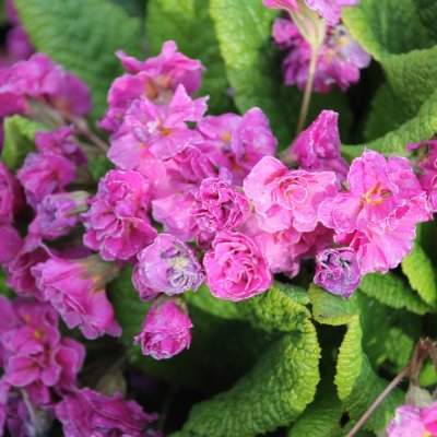 Primula vulgaris Mark Viette, Jordviva, P9cm