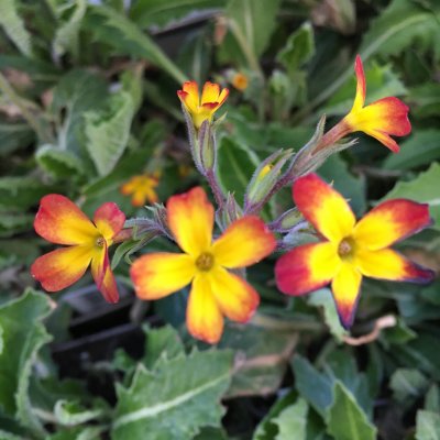 Primula x polyantha Oak Leaf Yellow Picotee, Trädgårdsviva, P9cm