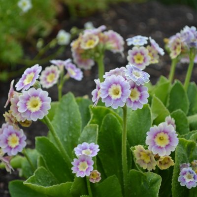 Primula x pubescens Krusenstiernska, Trädgårdsaurikel