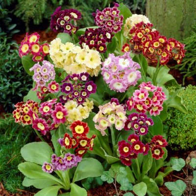 Primula pubescens, Trädgårdsaurikel, P9cm