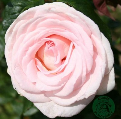 Rosa tehybrid Prince Jardinier ®