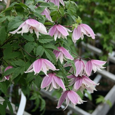 atragene Propertius, Klematis, C2