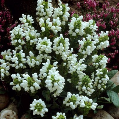 Prunella grandiflora Alba, Praktbrunört, P9cm
