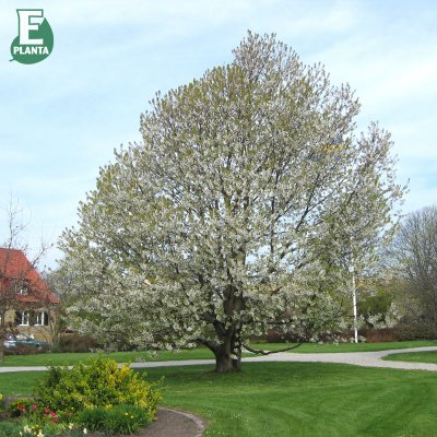 Prunus avium E, Fågelbär