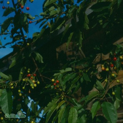 Sötkörsbär/Bigarrå, Fryksås, Låg Stam, stam GiSelA C10