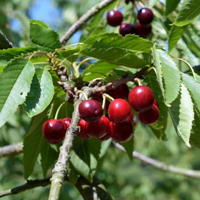Sötkörsbär/Bigarrå, Stella, Låg Stam