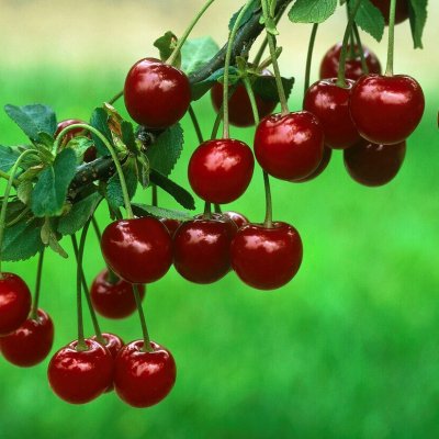 Körsbär, Lettisk Låg, Låg Stam, stam GiSelA C10