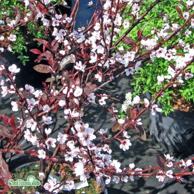 Prunus cistena, Svartplommon, 110 stam C7,5