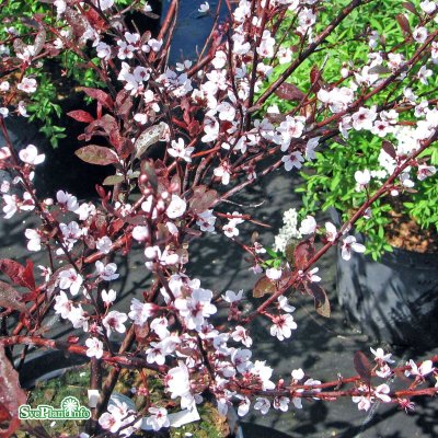 Prunus cistena, Svartplommon, 80 stam C5