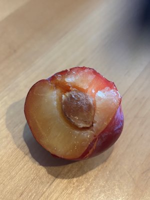 Prunus domestica Avalon, Plommon