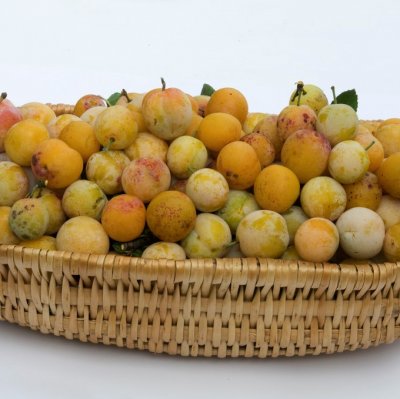 Mirabell, Stor Mirabell (Mirabelle de Nancy), stam St. JulA co