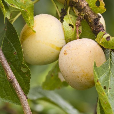 Plommon, Reine Claude d´Oullins E, stam P. cer C10