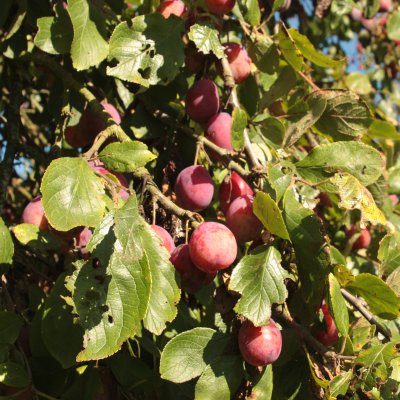 Plommon, Victoria E, stam P. cer C10